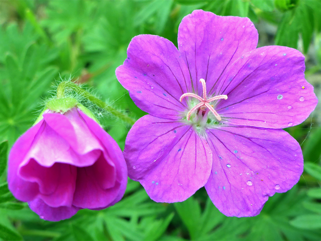 Bloody cranesbill