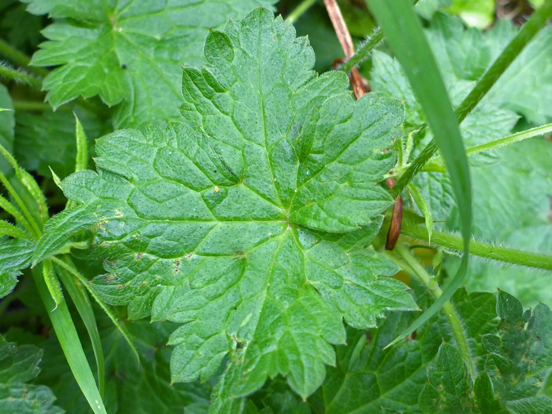 Shallowly lobed leaf