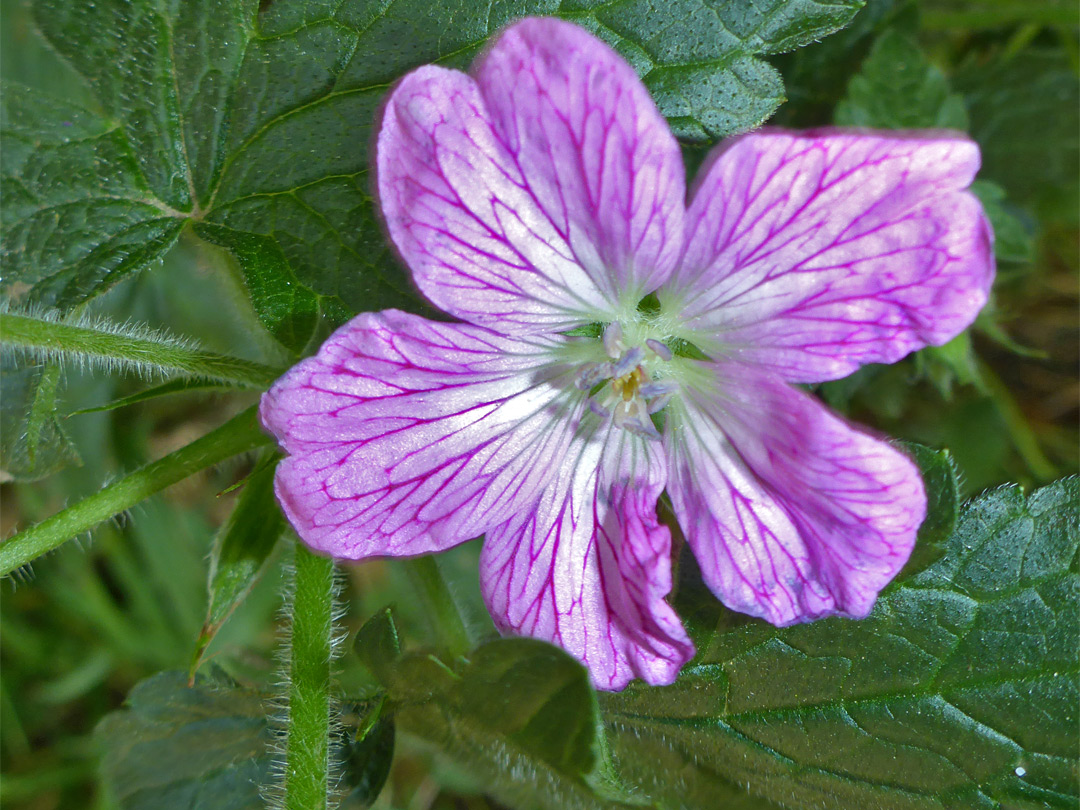 Pink-veined petals