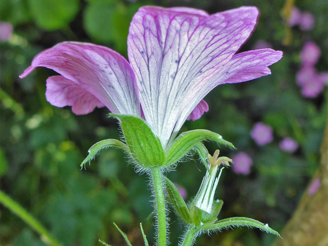 Sepals and petals