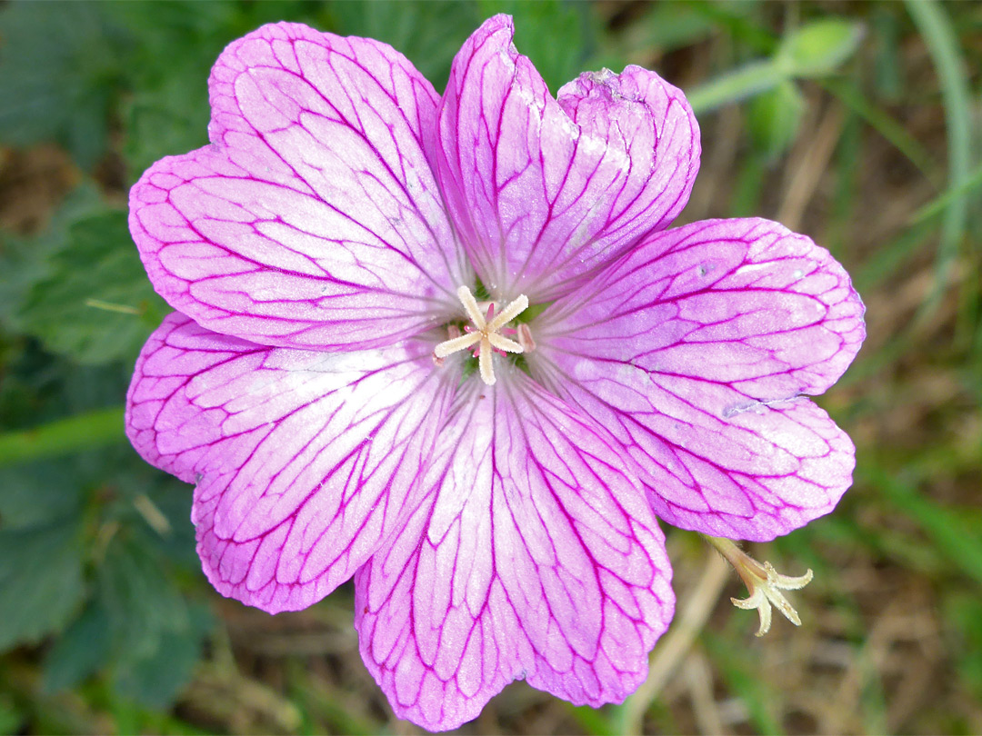 Strongly-veined petals