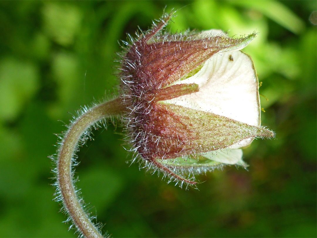 Cup-shaped flower