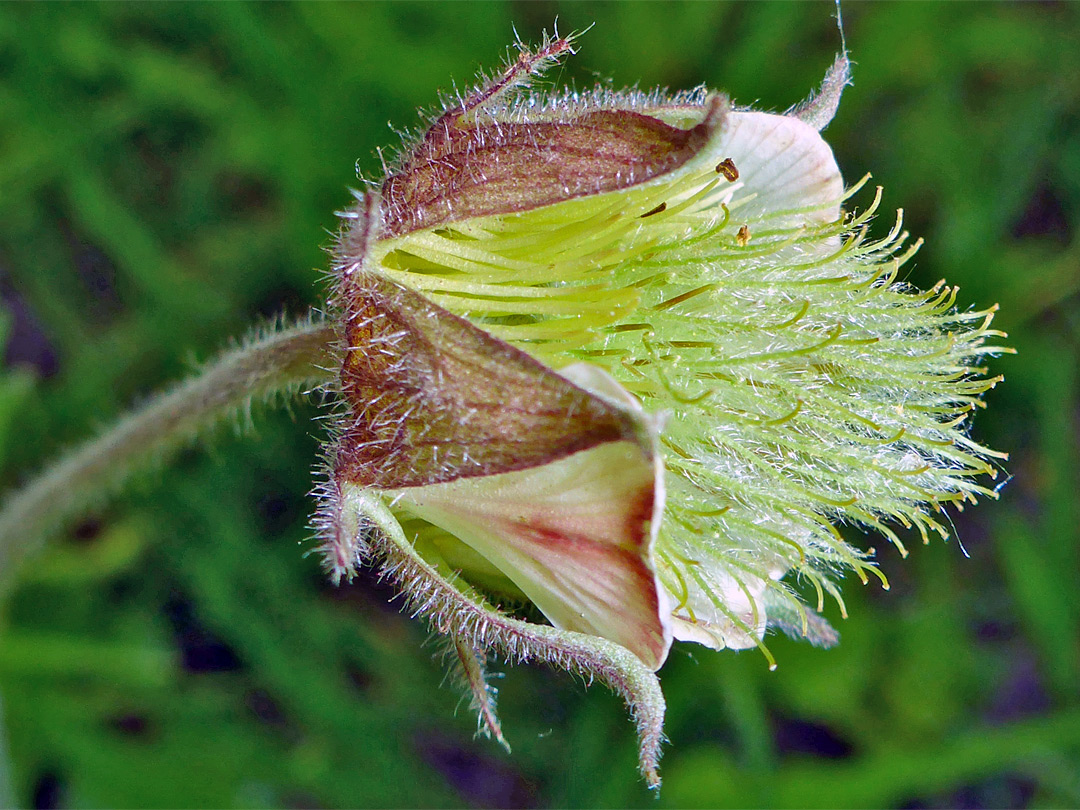 Greenish inflorescence