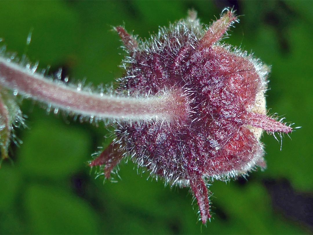 Purple sepals