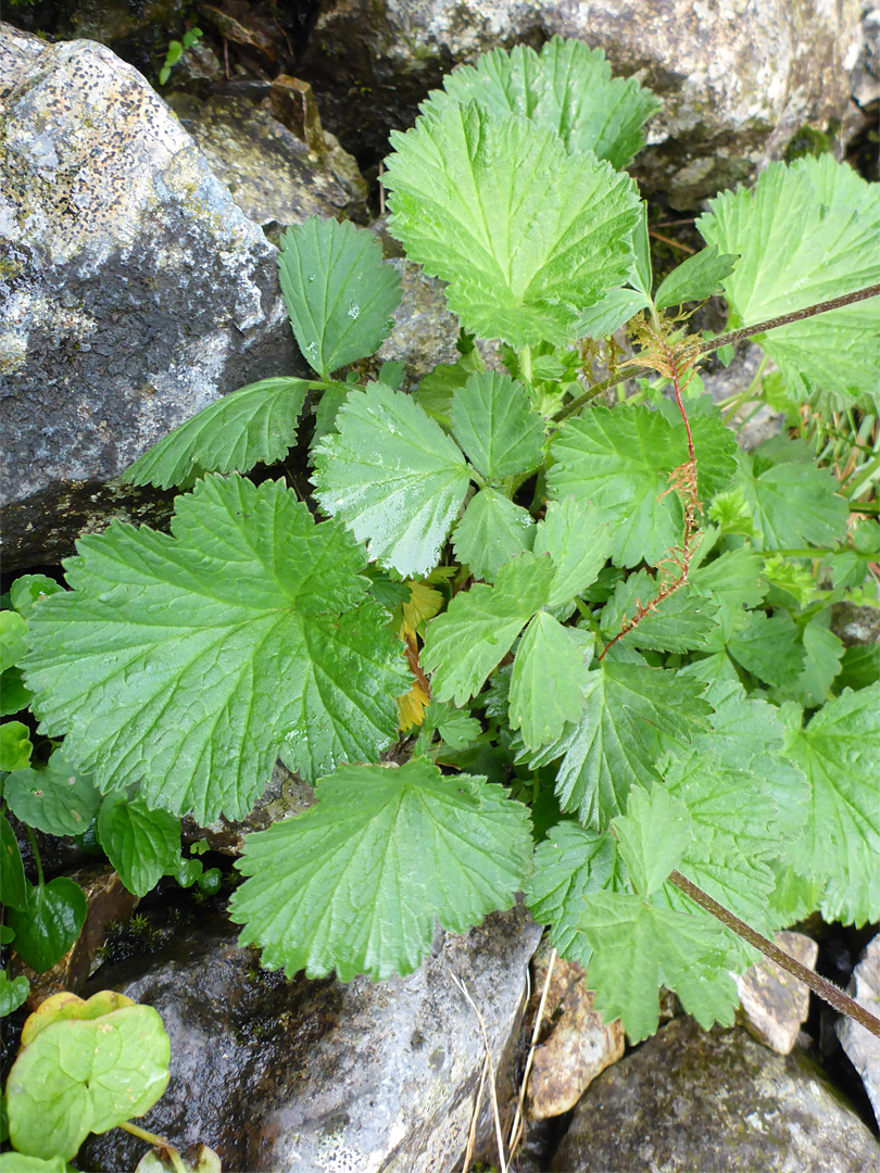 Toothed leaves