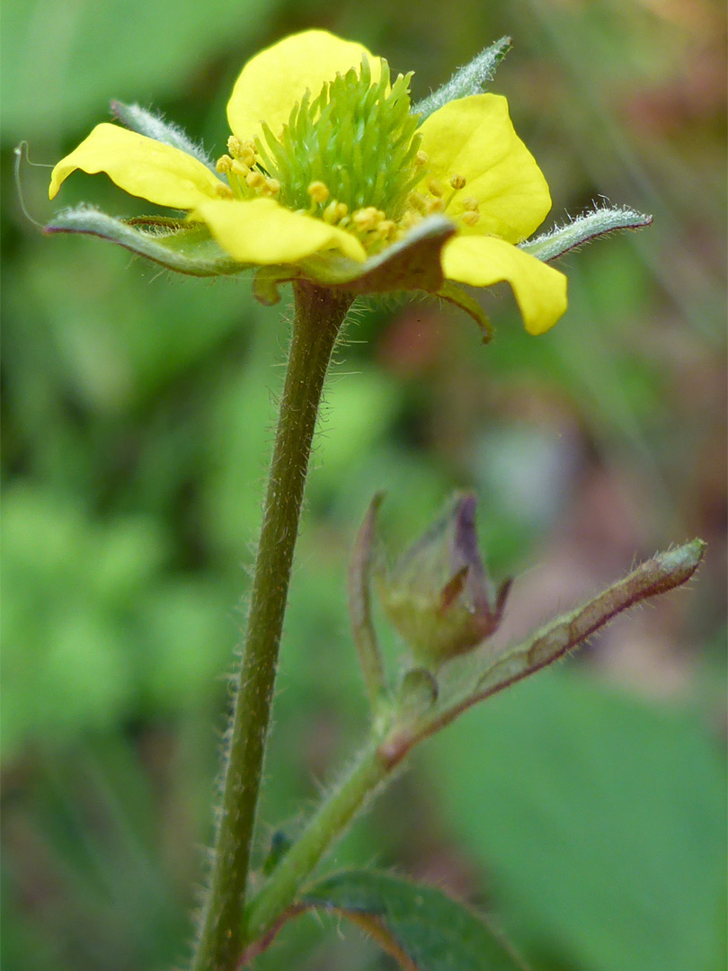 Yellow flower