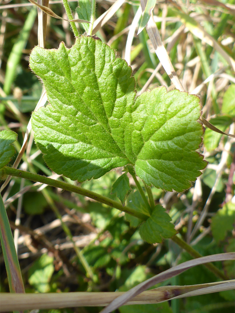 Pale green leaf
