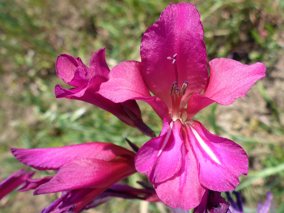 Pink flower