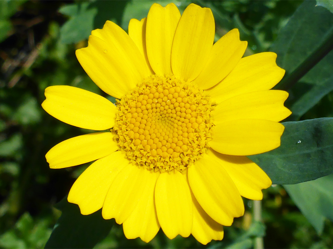 Yellow flowerhead