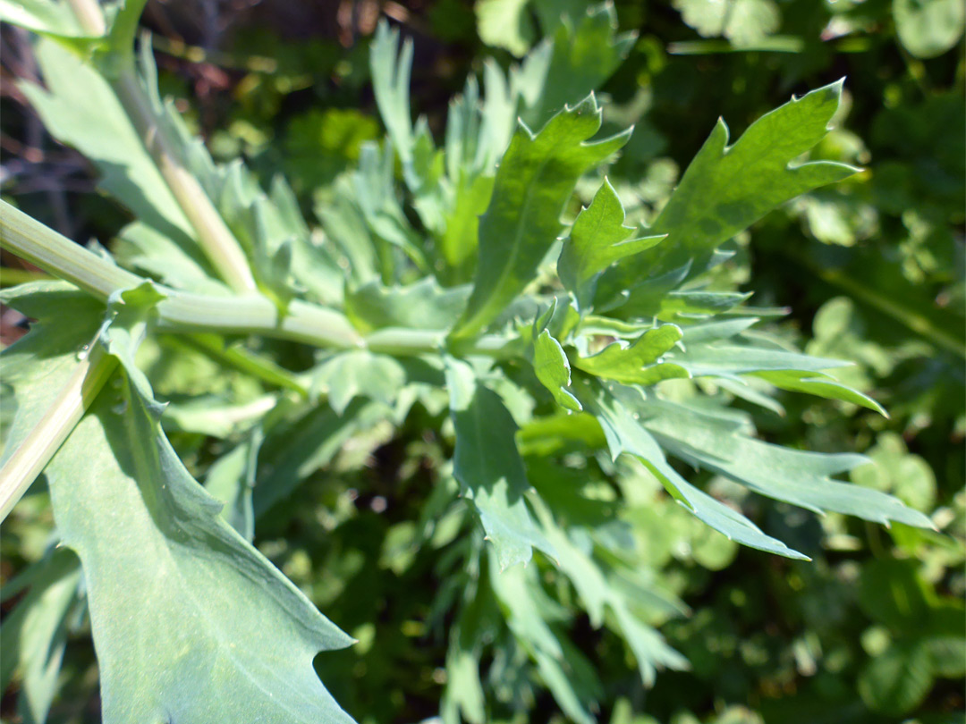 Grey-green leaves