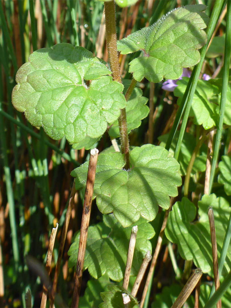 Strongly-veined leaves