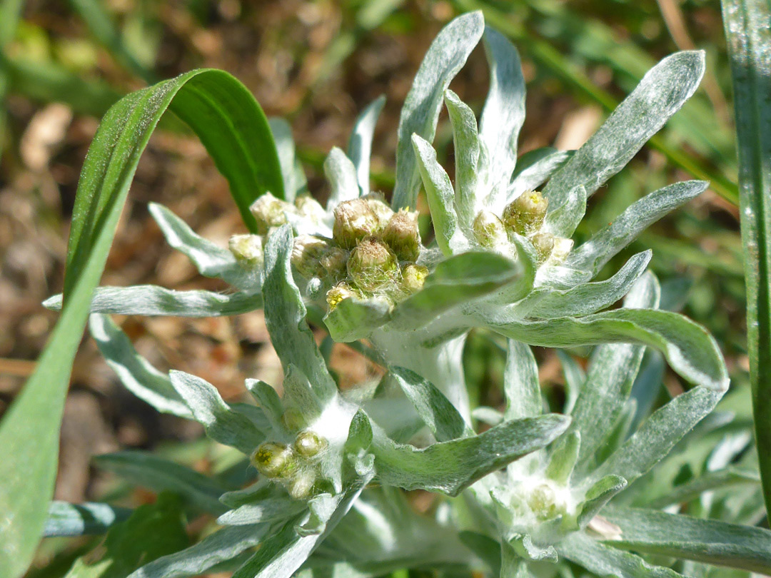 Small flowerheads