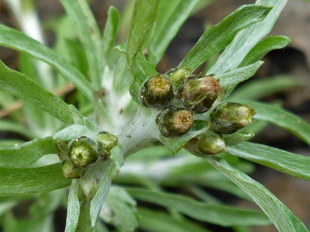 Groups of flowerheads