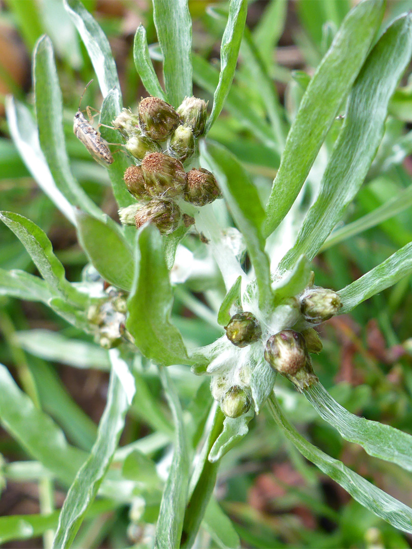 Hairy leaves and flowerheads