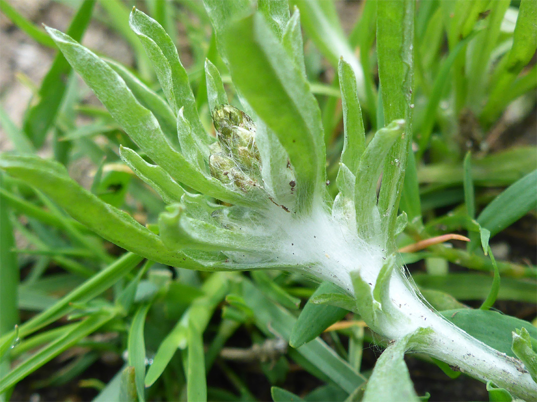 Woolly stem