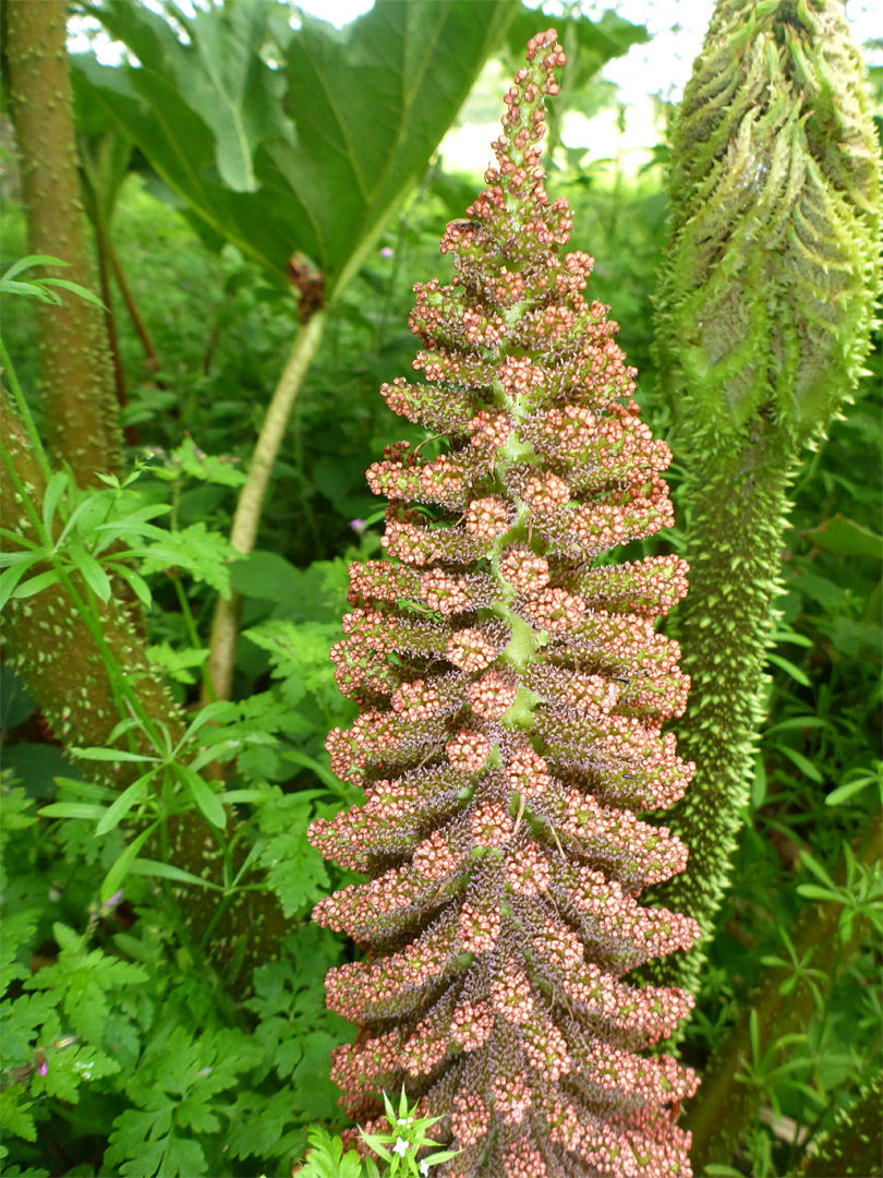 Flowers and leaf stem