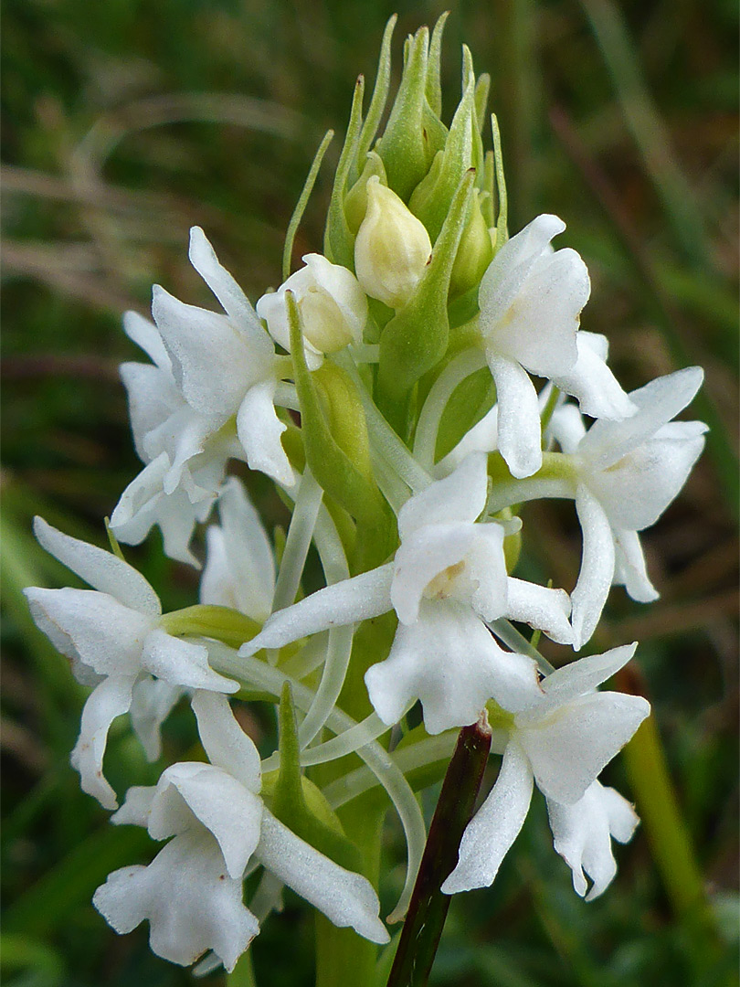 White fragrant orchid