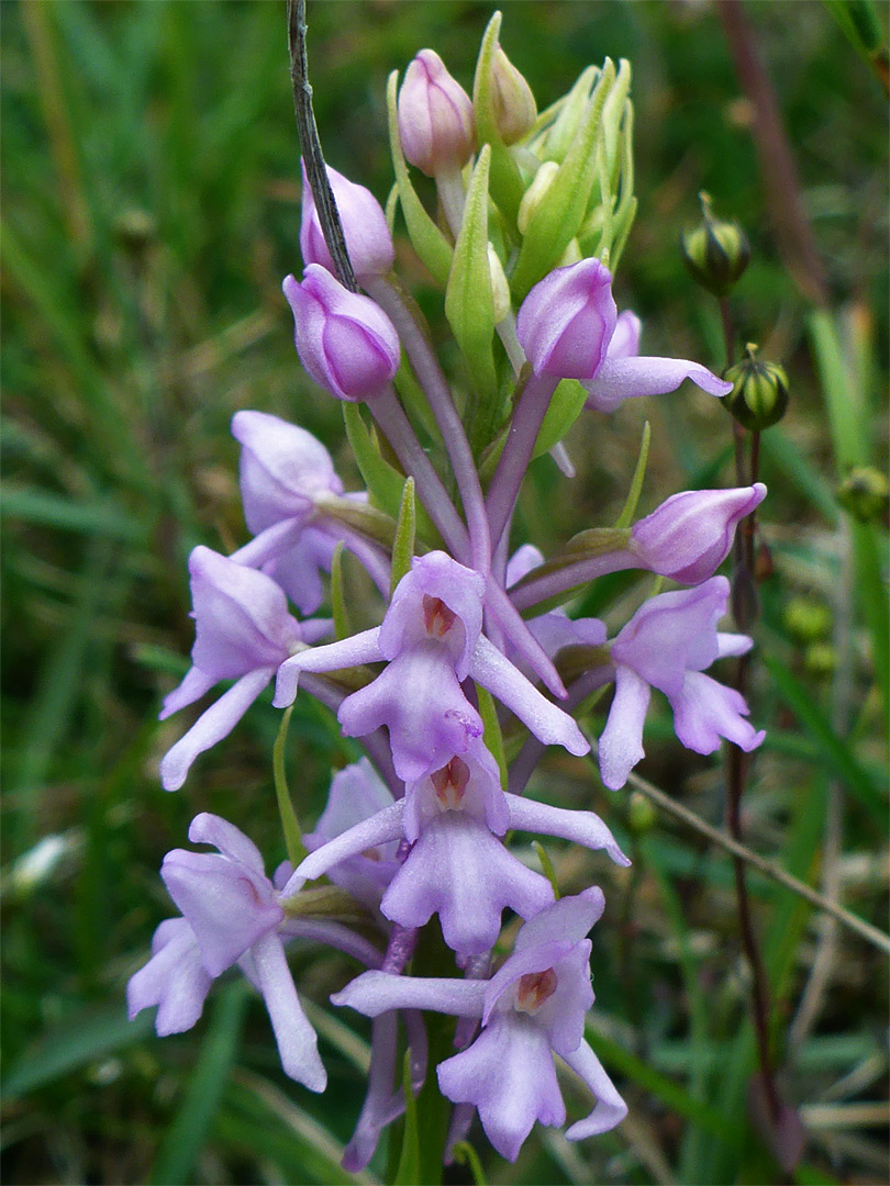 Pale pink flowers