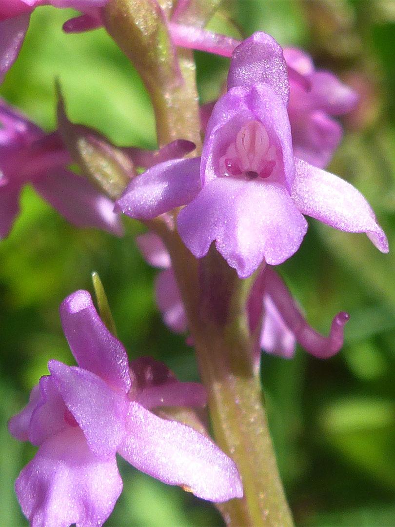 Pink-purple flowers