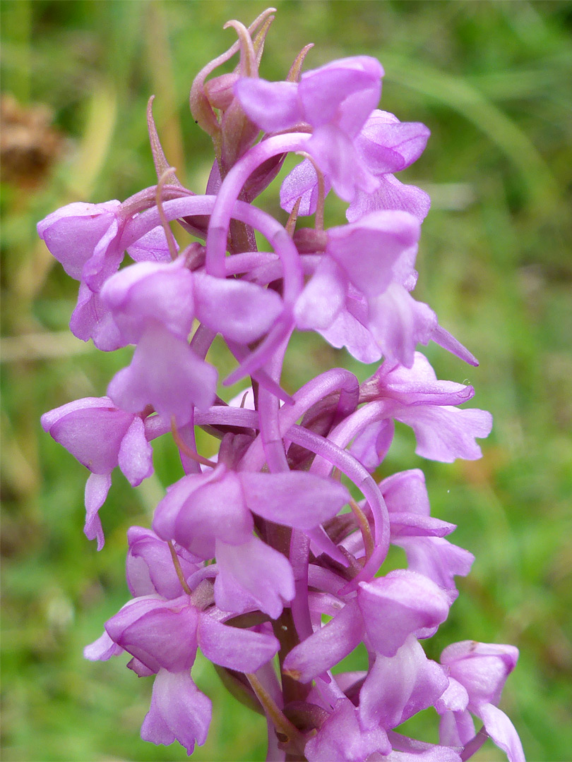 Dense flower cluster