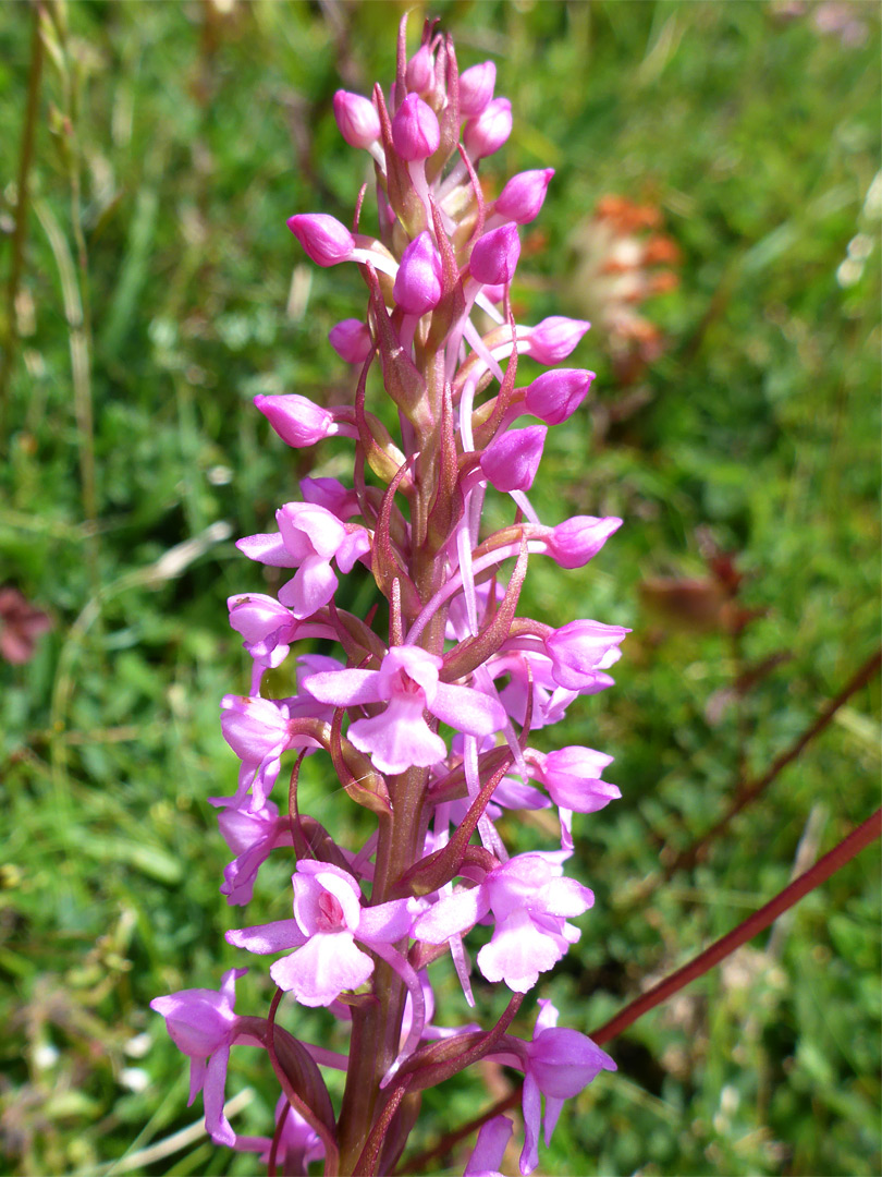 Bracts and flowers