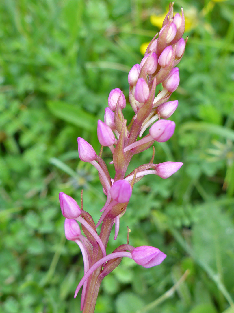 Pale pink flowers