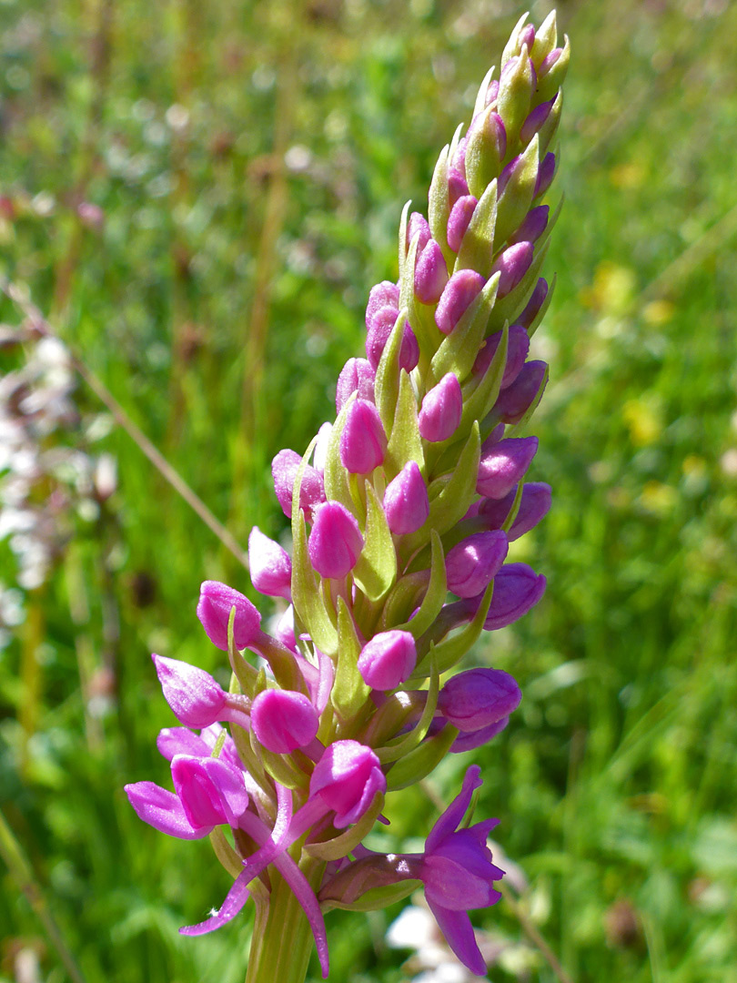 Flowers and bracts