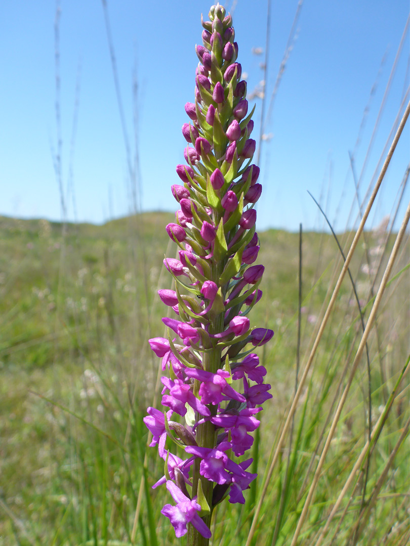 Narrow inflorescence