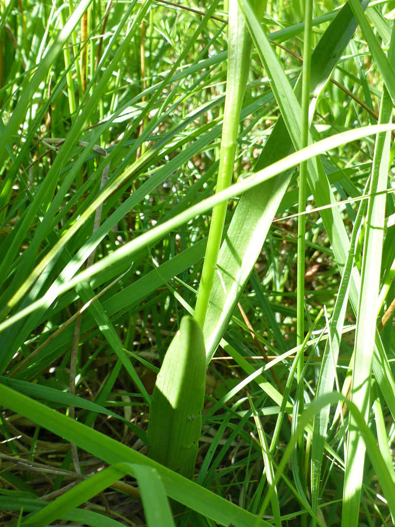 Stem and leaves