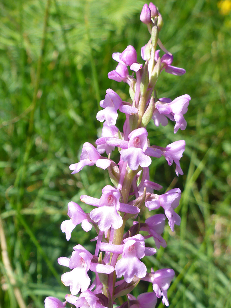 Marsh fragrant orchid