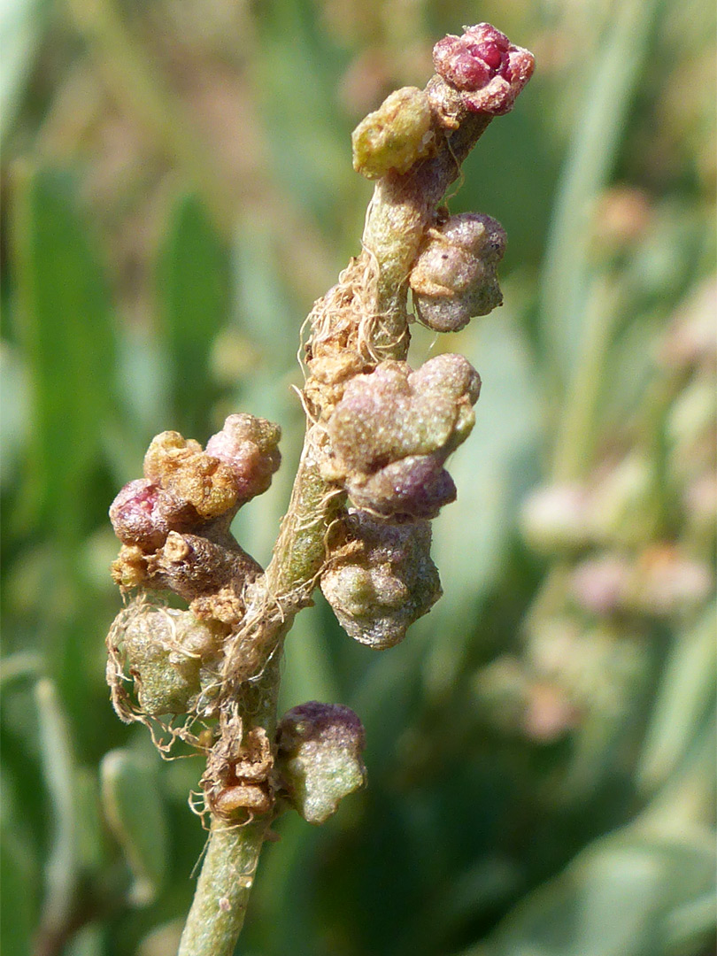 Inflorescence