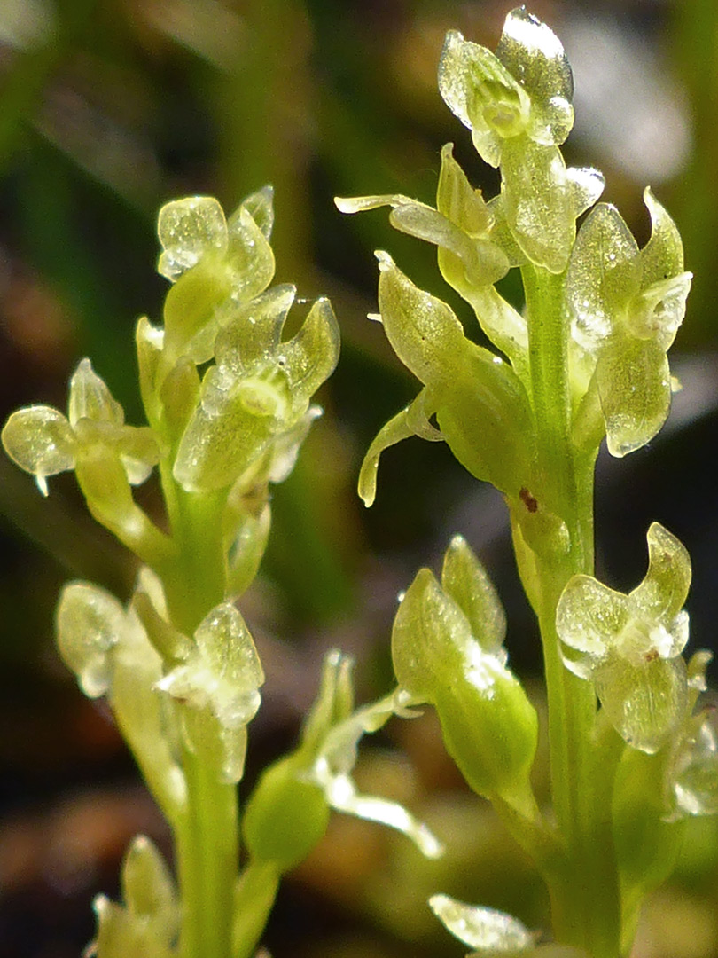 Pale-coloured flowers