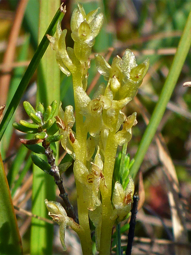 Group of stems