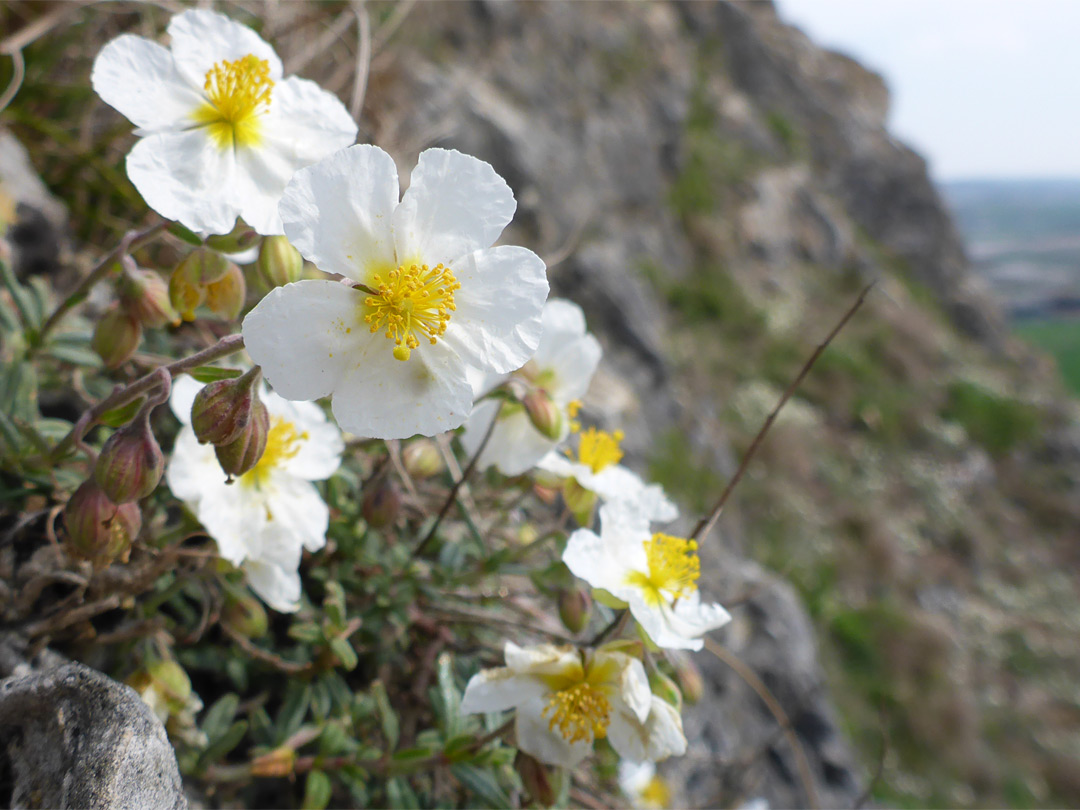 Flowers on rocks