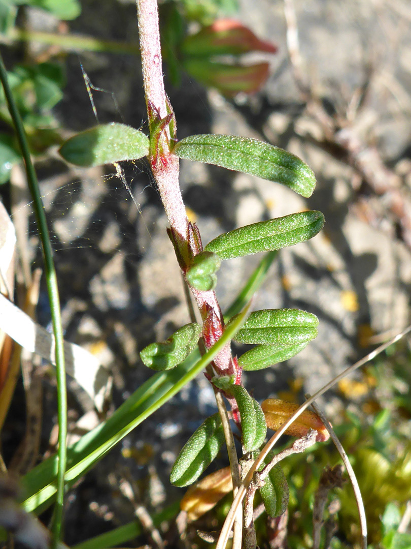 Stem and leaves