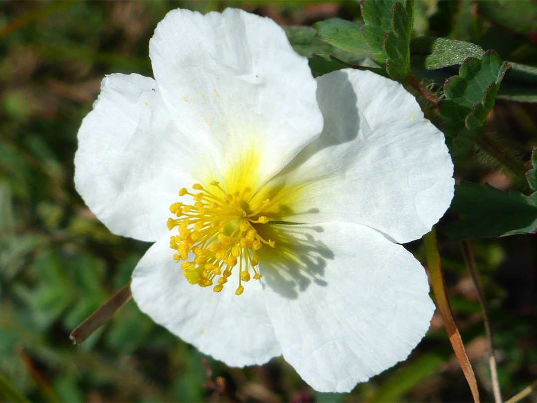 White petals