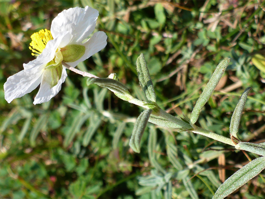 Flower and leaves