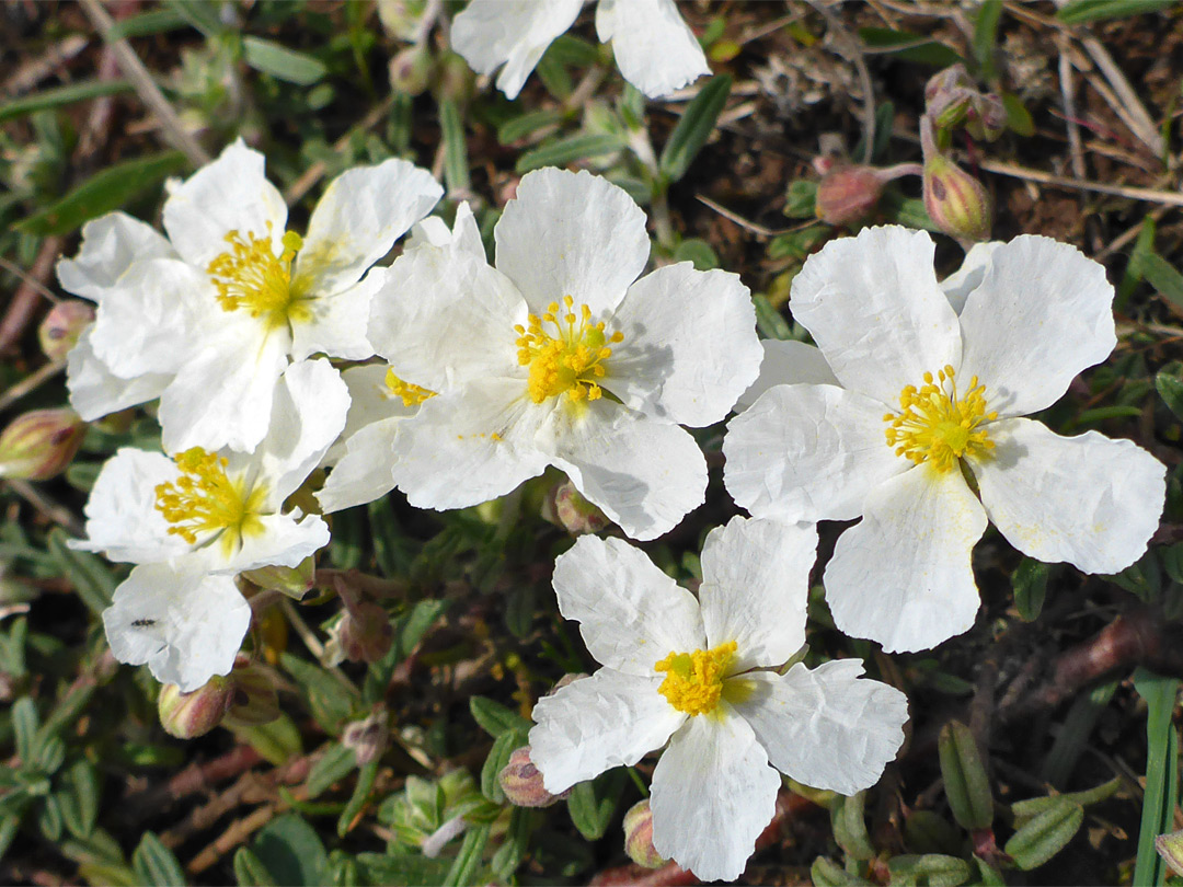 Group of flowers