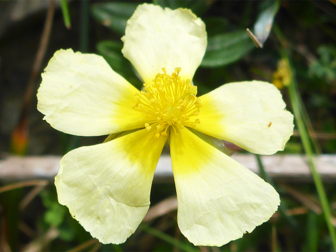 Dark-centred flower