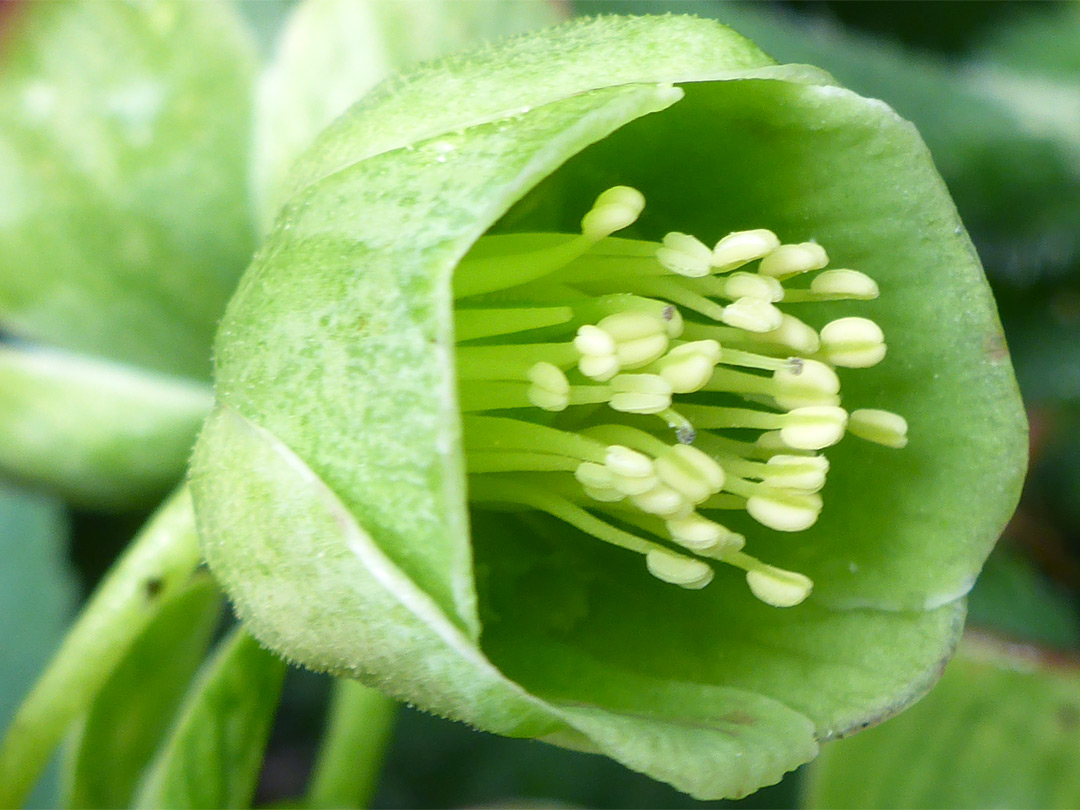 Green flower