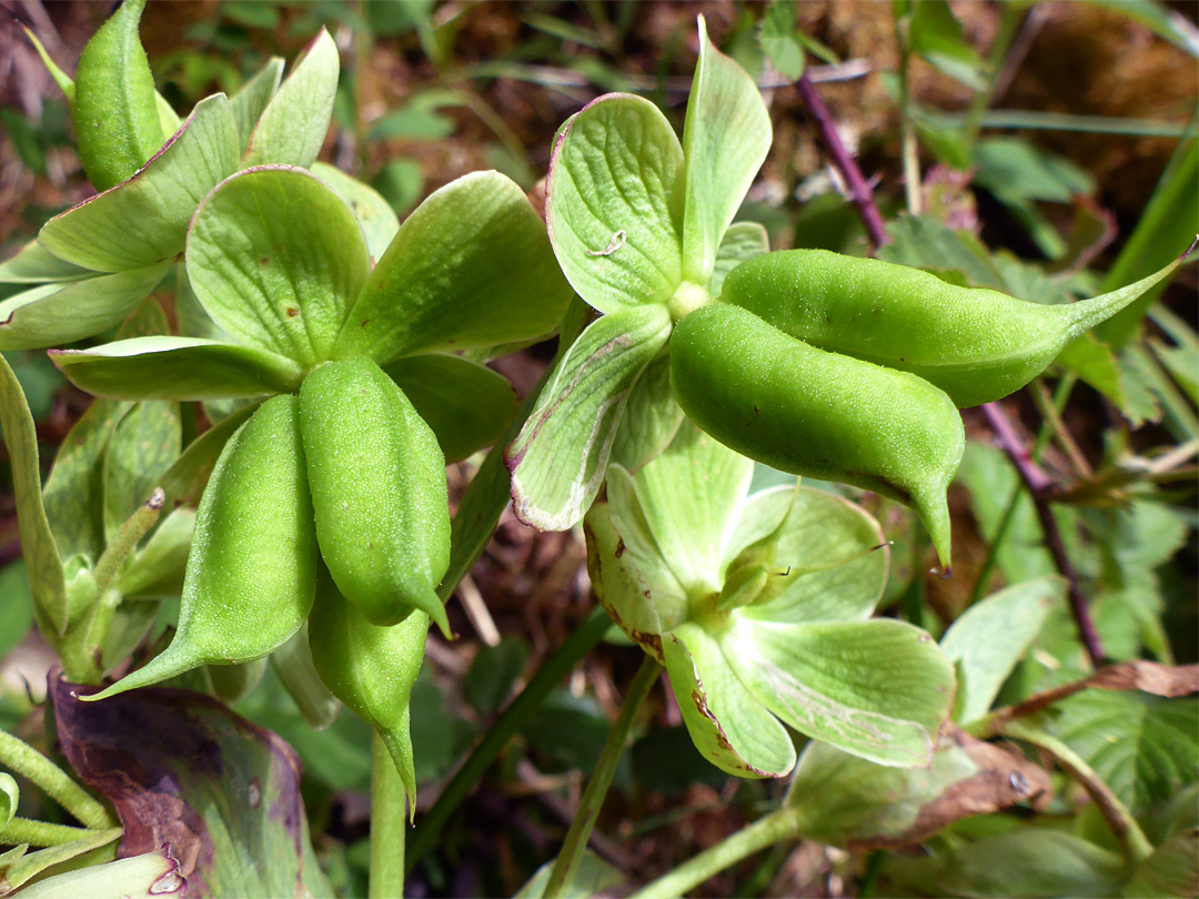 Green fruit