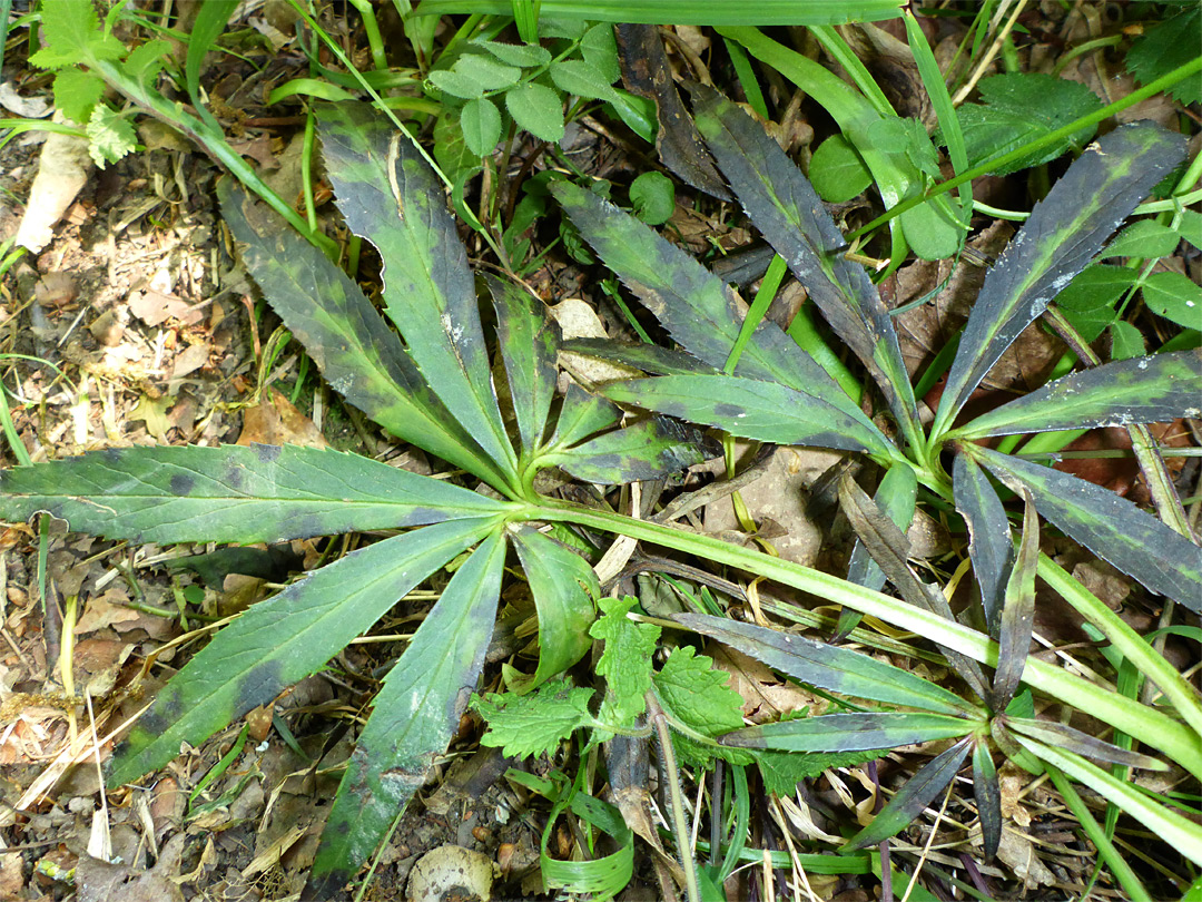 Palmate leaves