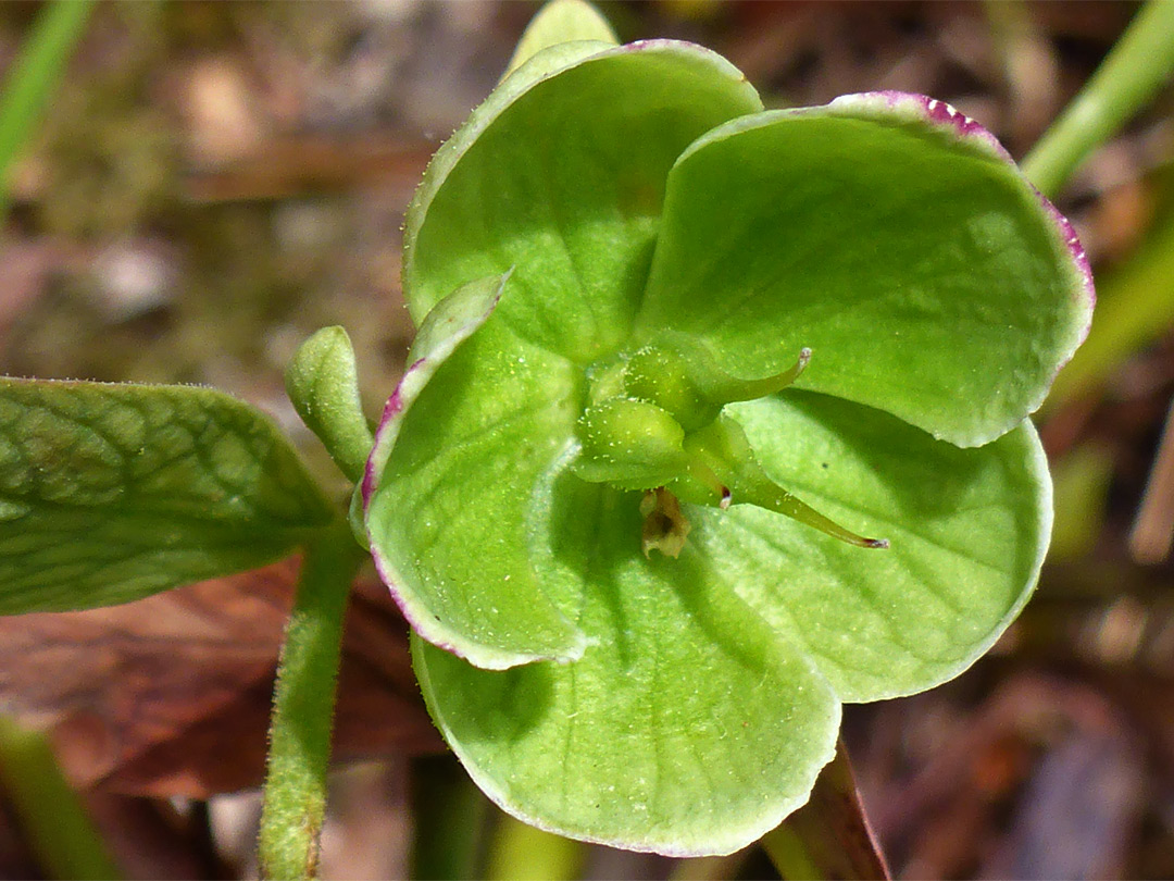 Purple-tinged sepals