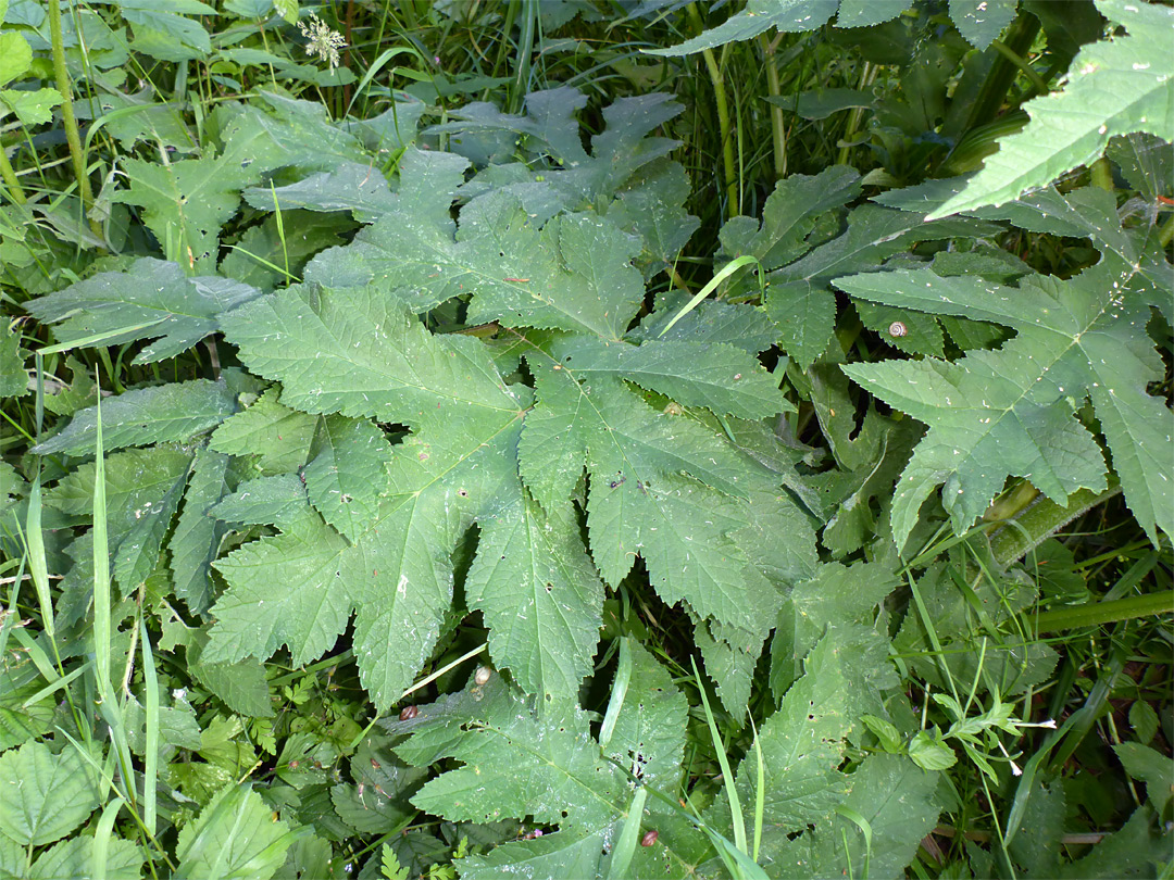 Sharp-toothed leaves