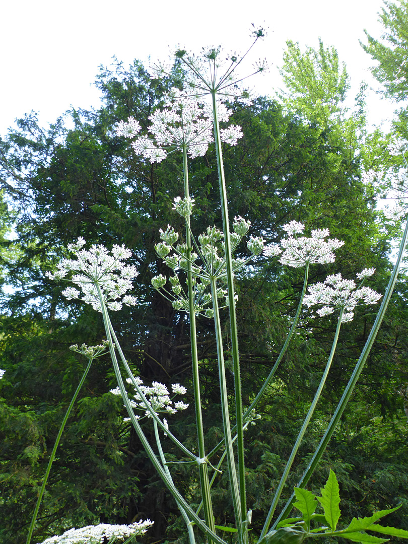 Tall plant