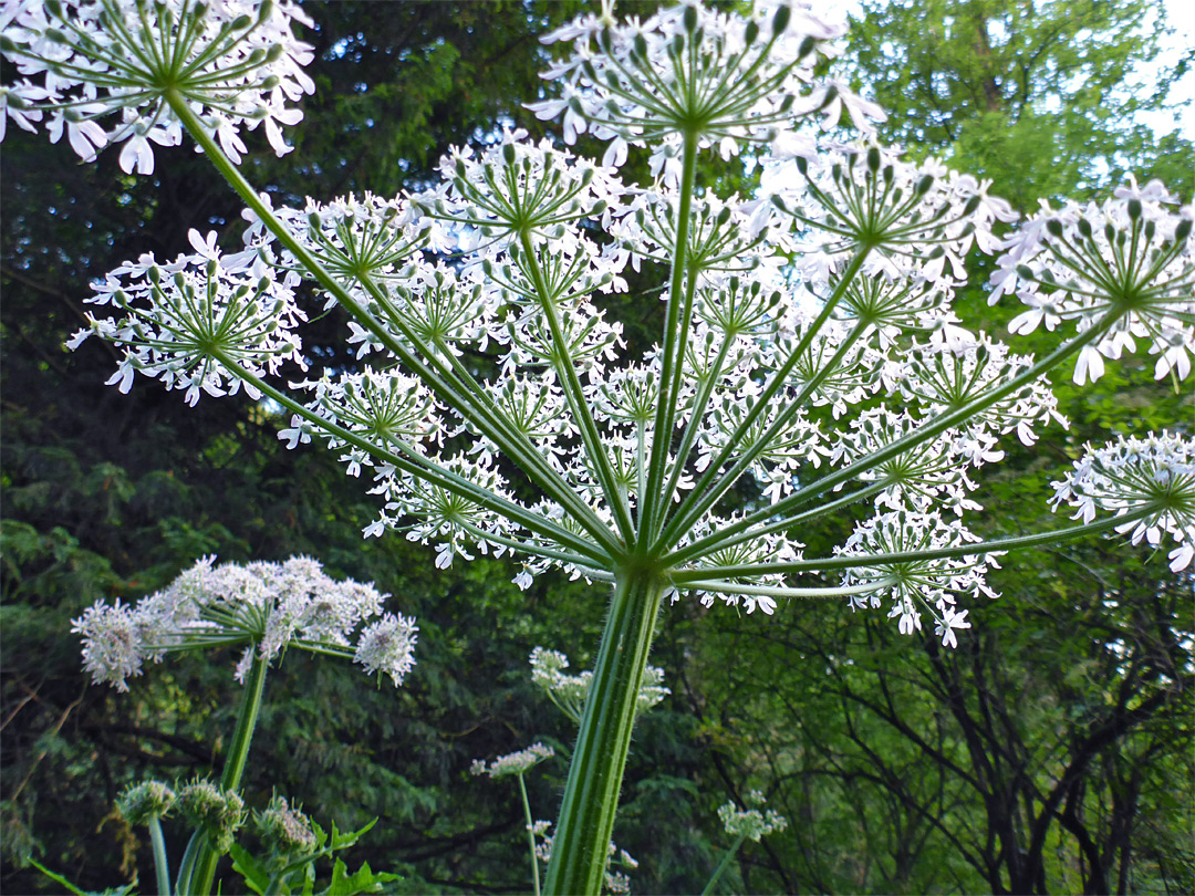 Compound umbel