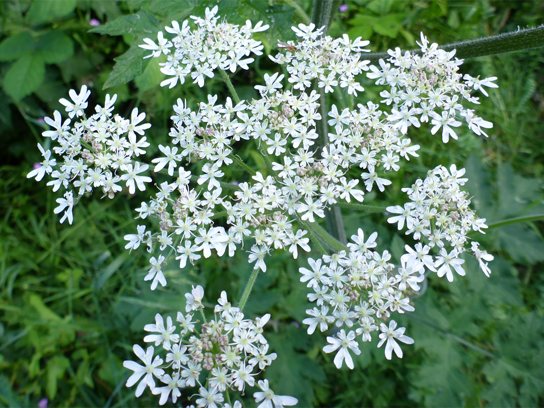 Flat-topped infloresence