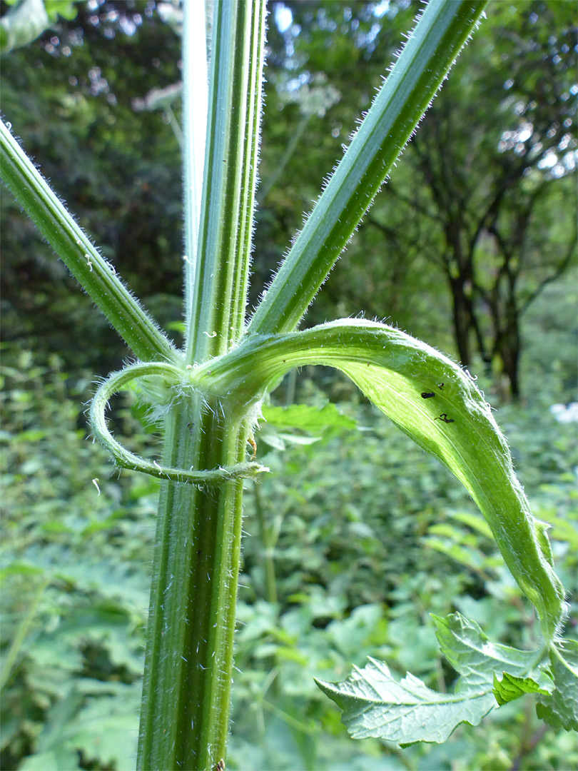 Grooved stem