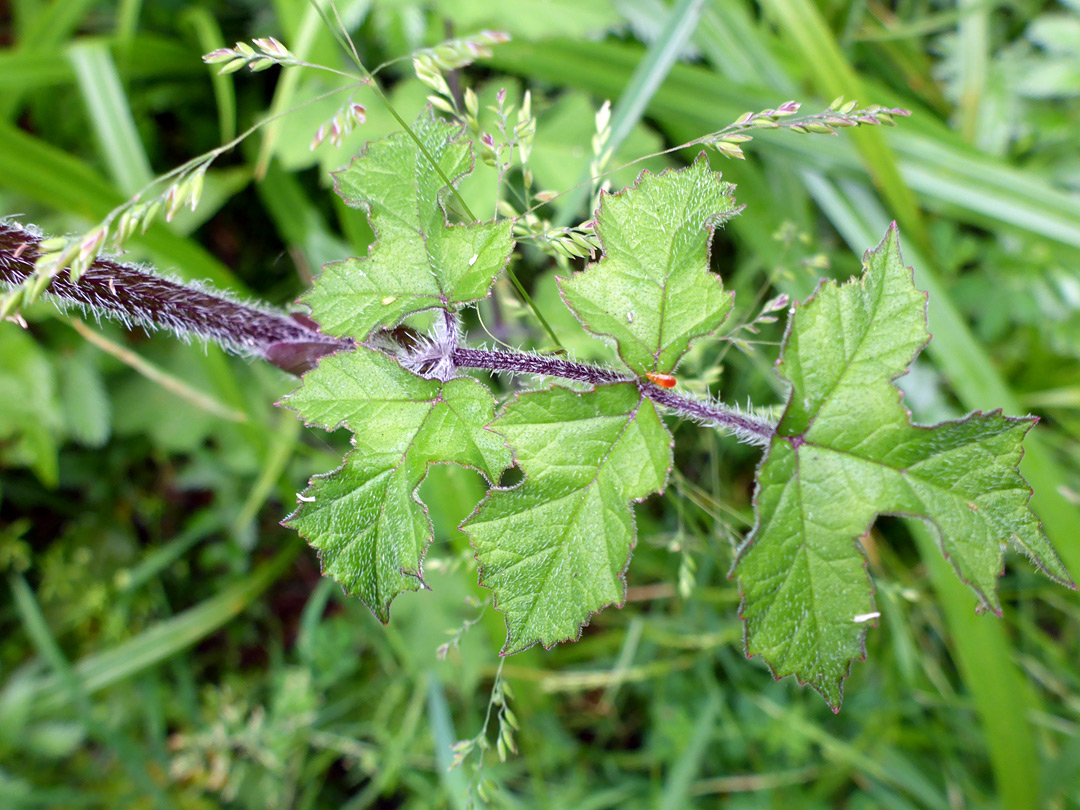 Purple stem