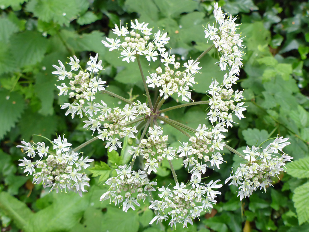 Flat-topped flower cluster